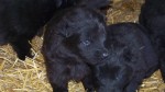 3 weeks
