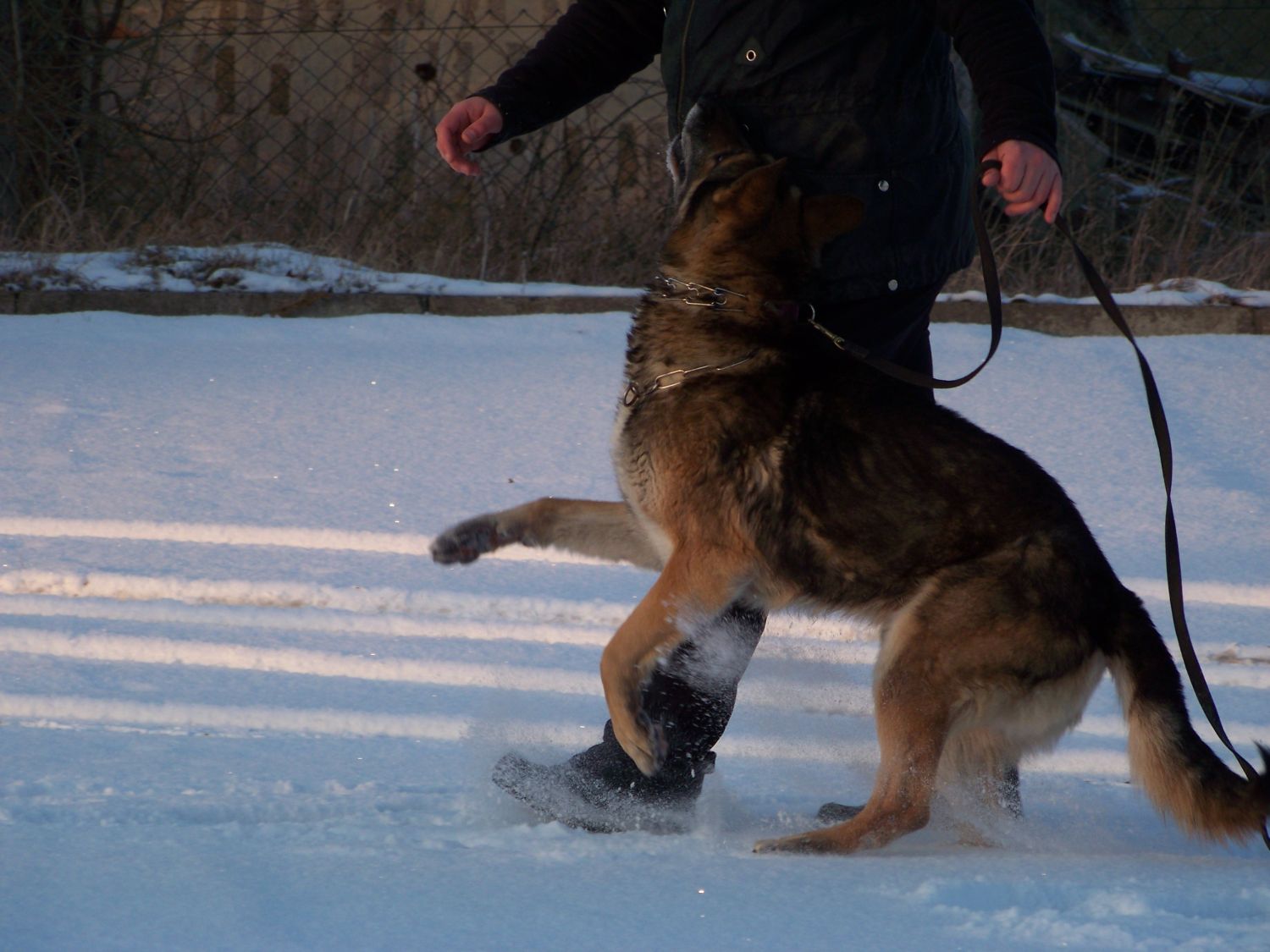 Donauwolf German Shepherd Kennel » Kuno Loewenhof – Working German ...