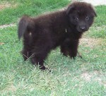 5 weeks
